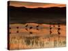 Sandhill Cranes at Sunset-null-Stretched Canvas