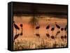 Sandhill Cranes at Sunset-null-Framed Stretched Canvas