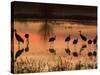 Sandhill Cranes at Sunset-null-Stretched Canvas