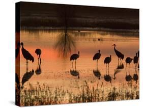 Sandhill Cranes at Sunset-null-Stretched Canvas