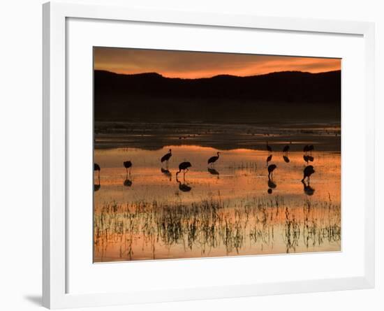 Sandhill Cranes at Sunset-null-Framed Photographic Print