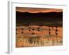 Sandhill Cranes at Sunset-null-Framed Photographic Print