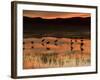 Sandhill Cranes at Sunset-null-Framed Photographic Print