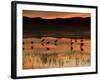 Sandhill Cranes at Sunset-null-Framed Photographic Print