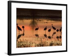 Sandhill Cranes at Sunset-null-Framed Photographic Print