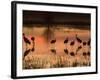 Sandhill Cranes at Sunset-null-Framed Photographic Print