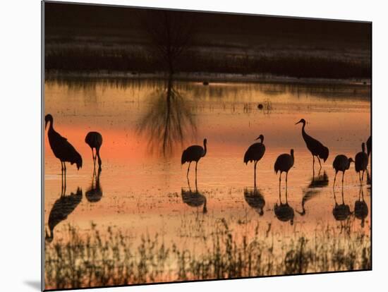 Sandhill Cranes at Sunset-null-Mounted Photographic Print