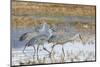 Sandhill Cranes Bosque de Apache National Wildlife Refuge, New Mexico-Howie Garber-Mounted Photographic Print