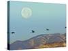 Sandhill Cranes, Bosque Del Apache National Wildlife Refuge, New Mexico, USA-Cathy & Gordon Illg-Stretched Canvas