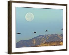 Sandhill Cranes, Bosque Del Apache National Wildlife Refuge, New Mexico, USA-Cathy & Gordon Illg-Framed Photographic Print