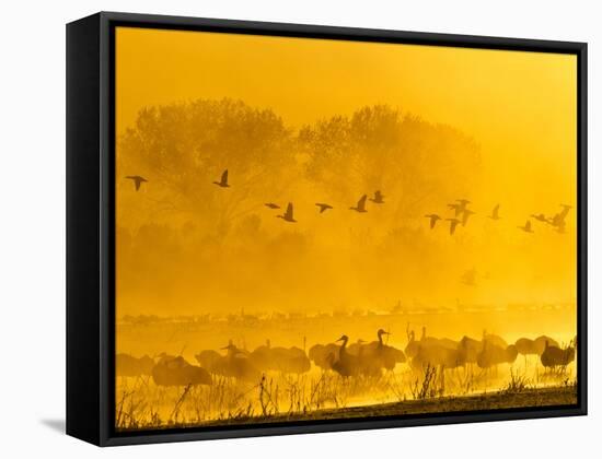 Sandhill Cranes, Bosque Del Apache National Wildlife Refuge, New Mexico, USA-Cathy & Gordon Illg-Framed Stretched Canvas