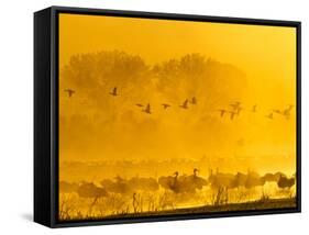 Sandhill Cranes, Bosque Del Apache National Wildlife Refuge, New Mexico, USA-Cathy & Gordon Illg-Framed Stretched Canvas