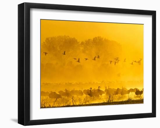 Sandhill Cranes, Bosque Del Apache National Wildlife Refuge, New Mexico, USA-Cathy & Gordon Illg-Framed Premium Photographic Print