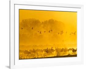 Sandhill Cranes, Bosque Del Apache National Wildlife Refuge, New Mexico, USA-Cathy & Gordon Illg-Framed Photographic Print