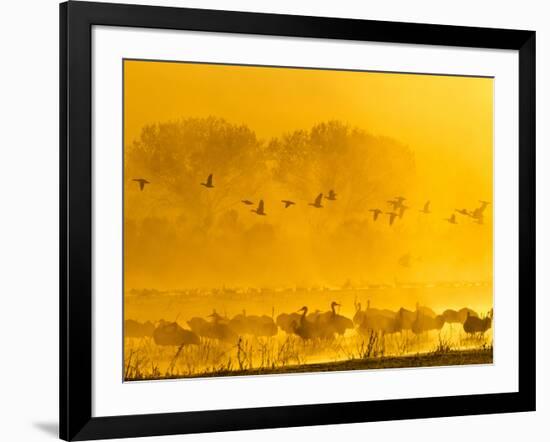 Sandhill Cranes, Bosque Del Apache National Wildlife Refuge, New Mexico, USA-Cathy & Gordon Illg-Framed Photographic Print