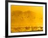 Sandhill Cranes, Bosque Del Apache National Wildlife Refuge, New Mexico, USA-Cathy & Gordon Illg-Framed Photographic Print