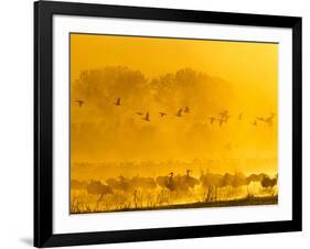 Sandhill Cranes, Bosque Del Apache National Wildlife Refuge, New Mexico, USA-Cathy & Gordon Illg-Framed Photographic Print