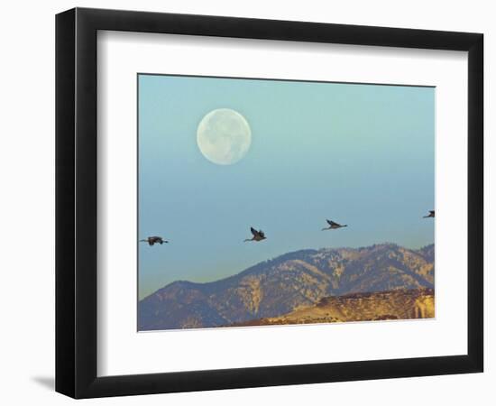 Sandhill Cranes, Bosque Del Apache National Wildlife Refuge, New Mexico, USA-Cathy & Gordon Illg-Framed Photographic Print