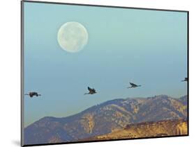 Sandhill Cranes, Bosque Del Apache National Wildlife Refuge, New Mexico, USA-Cathy & Gordon Illg-Mounted Photographic Print