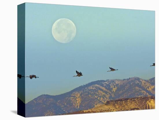 Sandhill Cranes, Bosque Del Apache National Wildlife Refuge, New Mexico, USA-Cathy & Gordon Illg-Stretched Canvas