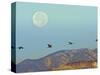 Sandhill Cranes, Bosque Del Apache National Wildlife Refuge, New Mexico, USA-Cathy & Gordon Illg-Stretched Canvas