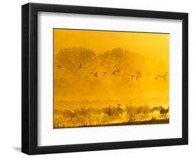 Sandhill Cranes, Bosque Del Apache National Wildlife Refuge, New Mexico, USA-Cathy & Gordon Illg-Framed Photographic Print