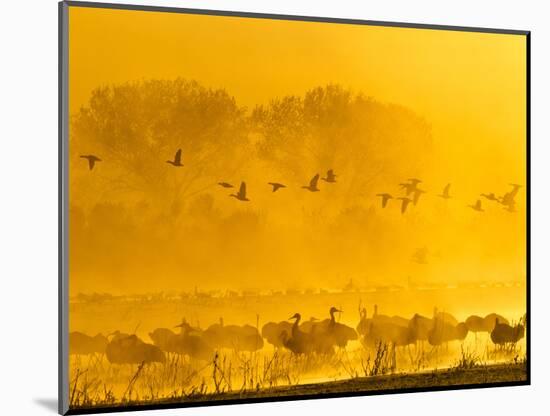 Sandhill Cranes, Bosque Del Apache National Wildlife Refuge, New Mexico, USA-Cathy & Gordon Illg-Mounted Photographic Print