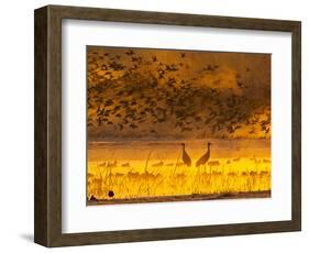 Sandhill Cranes, Bosque Del Apache National Wildlife Refuge, New Mexico, USA-Cathy & Gordon Illg-Framed Photographic Print