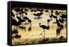 Sandhill Cranes, Bosque Del Apache, New Mexico-Paul Souders-Framed Stretched Canvas