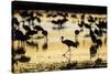 Sandhill Cranes, Bosque Del Apache, New Mexico-Paul Souders-Stretched Canvas