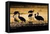 Sandhill Cranes, Bosque Del Apache, New Mexico-Paul Souders-Framed Stretched Canvas