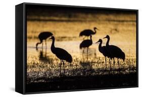 Sandhill Cranes, Bosque Del Apache, New Mexico-Paul Souders-Framed Stretched Canvas