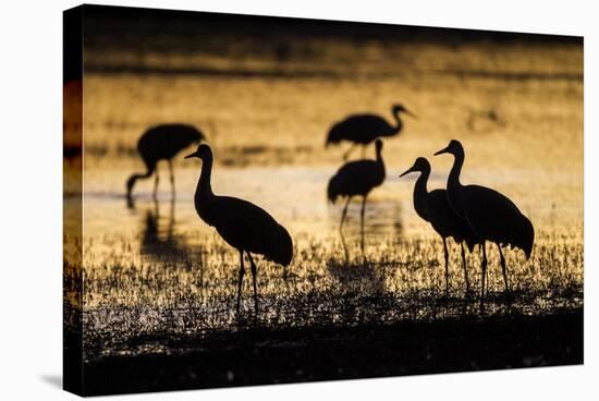 Sandhill Cranes, Bosque Del Apache, New Mexico-Paul Souders-Stretched Canvas