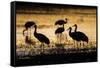 Sandhill Cranes, Bosque Del Apache, New Mexico-Paul Souders-Framed Stretched Canvas