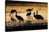 Sandhill Cranes, Bosque Del Apache, New Mexico-Paul Souders-Stretched Canvas