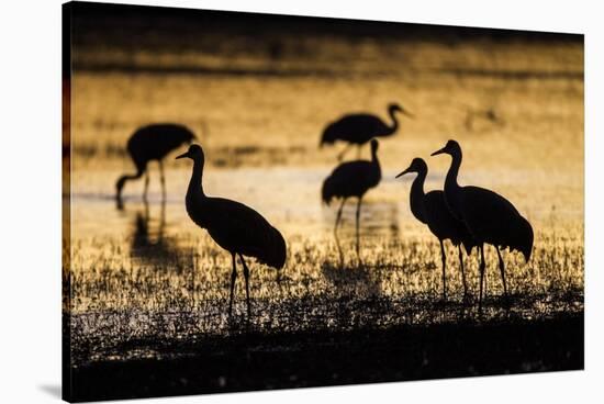 Sandhill Cranes, Bosque Del Apache, New Mexico-Paul Souders-Stretched Canvas