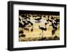 Sandhill Cranes, Bosque Del Apache, New Mexico-Paul Souders-Framed Photographic Print