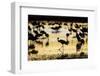 Sandhill Cranes, Bosque Del Apache, New Mexico-Paul Souders-Framed Photographic Print