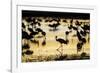 Sandhill Cranes, Bosque Del Apache, New Mexico-Paul Souders-Framed Photographic Print