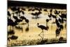 Sandhill Cranes, Bosque Del Apache, New Mexico-Paul Souders-Mounted Photographic Print