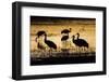 Sandhill Cranes, Bosque Del Apache, New Mexico-Paul Souders-Framed Photographic Print
