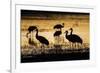 Sandhill Cranes, Bosque Del Apache, New Mexico-Paul Souders-Framed Photographic Print