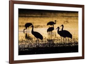 Sandhill Cranes, Bosque Del Apache, New Mexico-Paul Souders-Framed Photographic Print