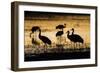 Sandhill Cranes, Bosque Del Apache, New Mexico-Paul Souders-Framed Photographic Print