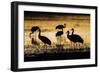 Sandhill Cranes, Bosque Del Apache, New Mexico-Paul Souders-Framed Photographic Print