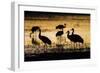 Sandhill Cranes, Bosque Del Apache, New Mexico-Paul Souders-Framed Photographic Print