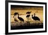 Sandhill Cranes, Bosque Del Apache, New Mexico-Paul Souders-Framed Photographic Print