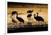 Sandhill Cranes, Bosque Del Apache, New Mexico-Paul Souders-Framed Photographic Print