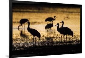 Sandhill Cranes, Bosque Del Apache, New Mexico-Paul Souders-Framed Photographic Print