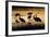 Sandhill Cranes, Bosque Del Apache, New Mexico-Paul Souders-Framed Photographic Print